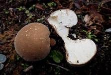 Dunkelbrauner Stäubling, Foto 7