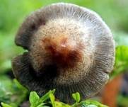 Dunkelrandiger Düngerling, Foto 9