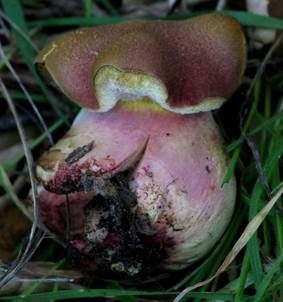 Dunkelroter Filzröhrling, Foto 4