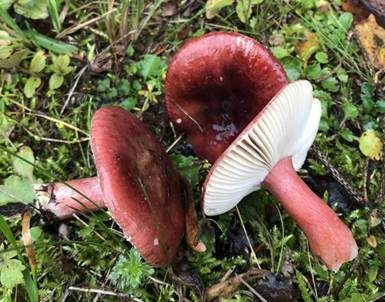 Dunkelroter Stachelbeertäubling, Foto 2