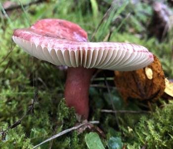 Dunkelroter Stachelbeertäubling, Foto 3