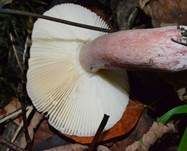 Dunkelroter Stachelbeertäubling, Foto 12