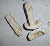 Dunkelroter Stachelbeertäubling, Foto 18