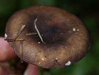 Dunkelroter Stachelbeertäubling, Foto 19