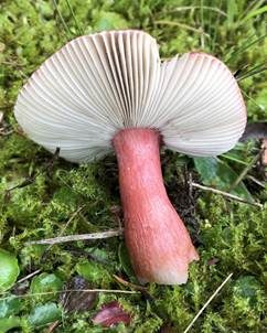 Dunkelroter Stachelbeertäubling, Foto 4