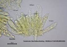 Dunkelroter Stachelbeertäubling, Foto 27