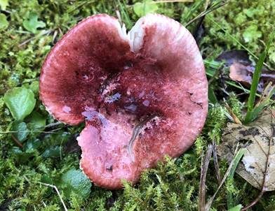 Dunkelroter Stachelbeertäubling, Foto 5