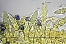 Dunkelroter Stachelbeertäubling, Foto 33