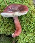 Dunkelroter Stachelbeertäubling, Foto 6