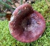 Dunkelroter Stachelbeertäubling, Foto 7