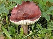 Dunkelroter Stachelbeertäubling, Foto 10