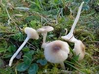 Dunkelscheibiger Ellerling, Foto 12