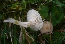 Dunkelscheibiger Ellerling, Foto 6