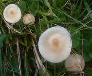 Dunkelscheibiger Ellerling, Foto 7