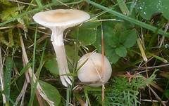 Dunkelscheibiger Ellerling, Foto 8