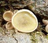 Dunkelscheibiger Kotbecherling, Foto 6