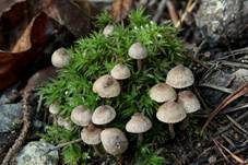 Dunkelscheibiger Risspilz, Foto 6