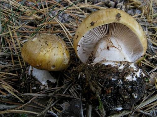 Dunkelschuppiger Klumpfuß, Foto 2