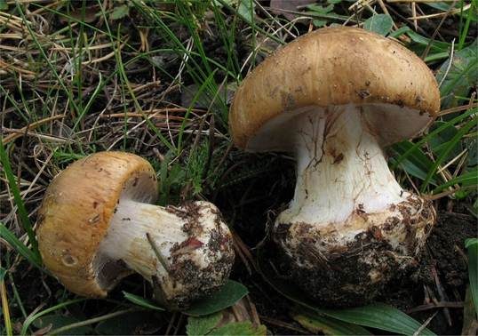 Dunkelschuppiger Klumpfuß, Foto 3
