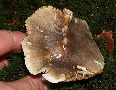 Dunkelschuppiger Seifenritterling, Foto 3