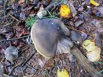 Dunkelschuppiger Seifenritterling, Foto 22