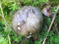 Dunkelschuppiger Seifenritterling, Foto 24