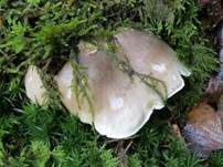 Dunkelschuppiger Seifenritterling, Foto 26