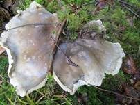 Dunkelschuppiger Seifenritterling, Foto 27