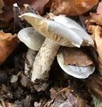 Dunkelschuppiger Seifenritterling, Foto 38