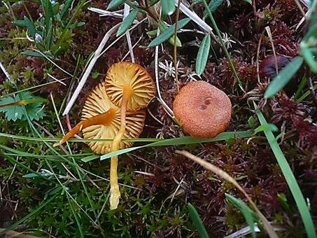 Dunkelschuppiger Torfmoossaftling, Foto 3