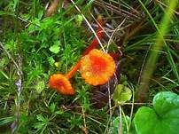 Dunkelschuppiger Torfmoossaftling, Foto 5