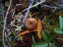 Dunkelschuppiger Torfmoossaftling, Foto 6
