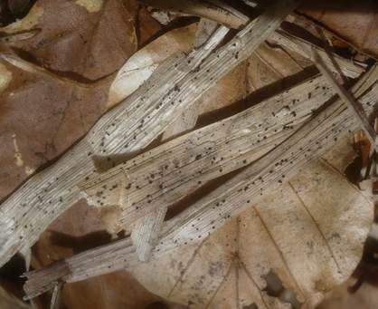 Dunkelsporiges Hartbecherchen, Foto 3