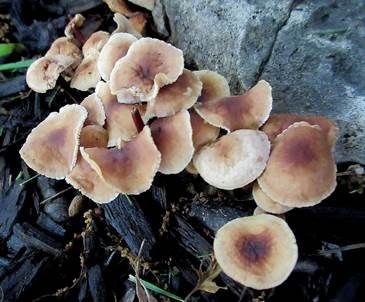 Dunkelstieliger Rübling, Foto 2