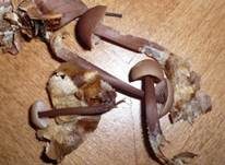 Dunkelstieliger Rübling, Foto 8
