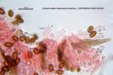 Dunkelvioletter Nadelwald-Schleierling, Foto 19