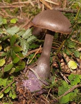 Dunkelvioletter Nadelwald-Schleierling, Foto 4