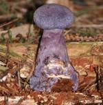 Dunkelvioletter Nadelwald-Schleierling, Foto 5