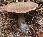 Dunkelvioletter Nadelwald-Schleierling, Foto 6
