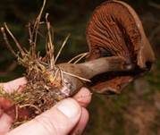 Dunkelvioletter Nadelwald-Schleierling, Foto 7