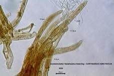 Dunkelvioletter Nadelwald-Schleierling, Foto 11