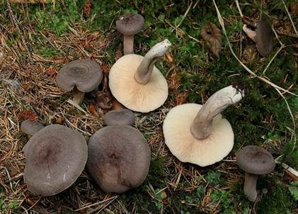 Dunkler Duftmilchling, Foto 2
