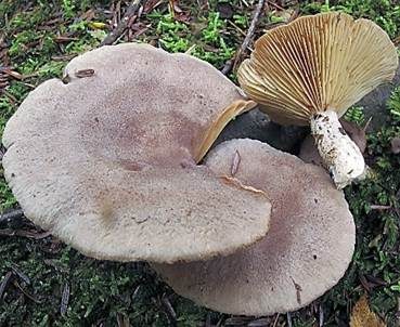 Dunkler Duftmilchling, Foto 5