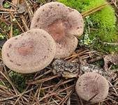 Dunkler Duftmilchling, Foto 7