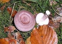 Dunkler Duftmilchling, Foto 9
