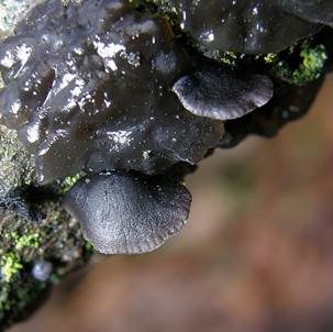 Dunkler Zwergseitling, Foto 3