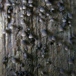 Dunkler Zwergseitling, Foto 5