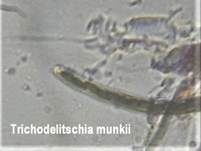Dunkler Dungpilz, Foto 9
