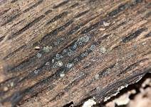Aschgraues Weichbecherchen, Foto 13