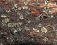 Aschgraues Weichbecherchen, Foto 23